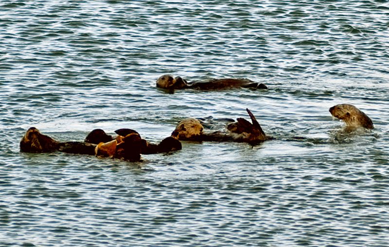 Otters11.jpg